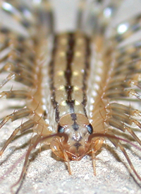 House Centipede